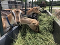 Kids_TXMonarchFarm_7-2020 (32)